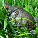 Illustration for article titled Turtle Toiletry